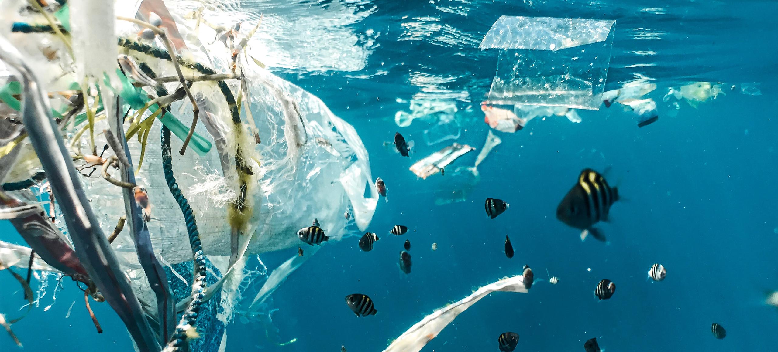Plastic bag in the ocean with fish.
